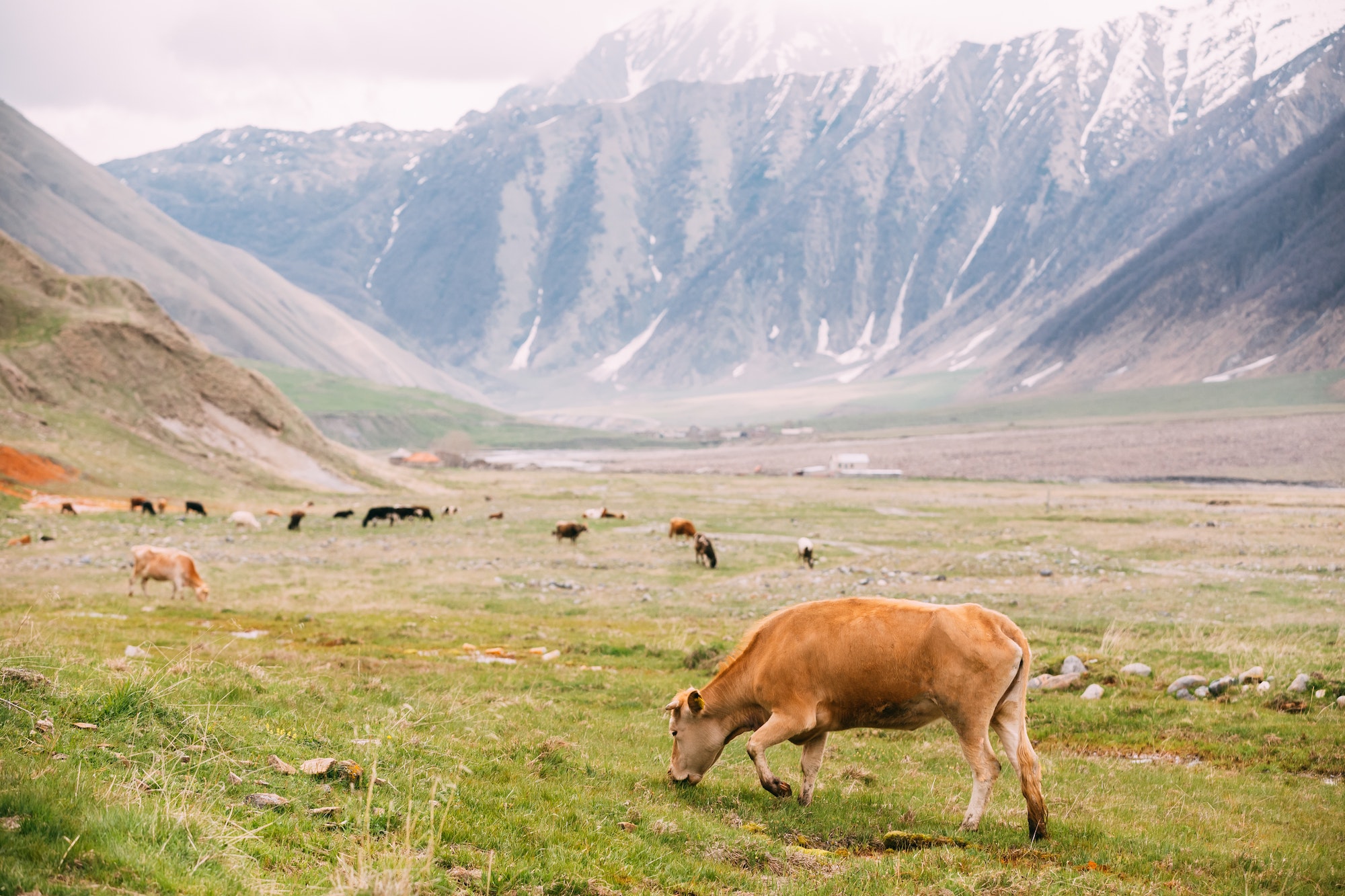 Red Cow Grazing On A Green Mountain Slope In Spring In Mountains