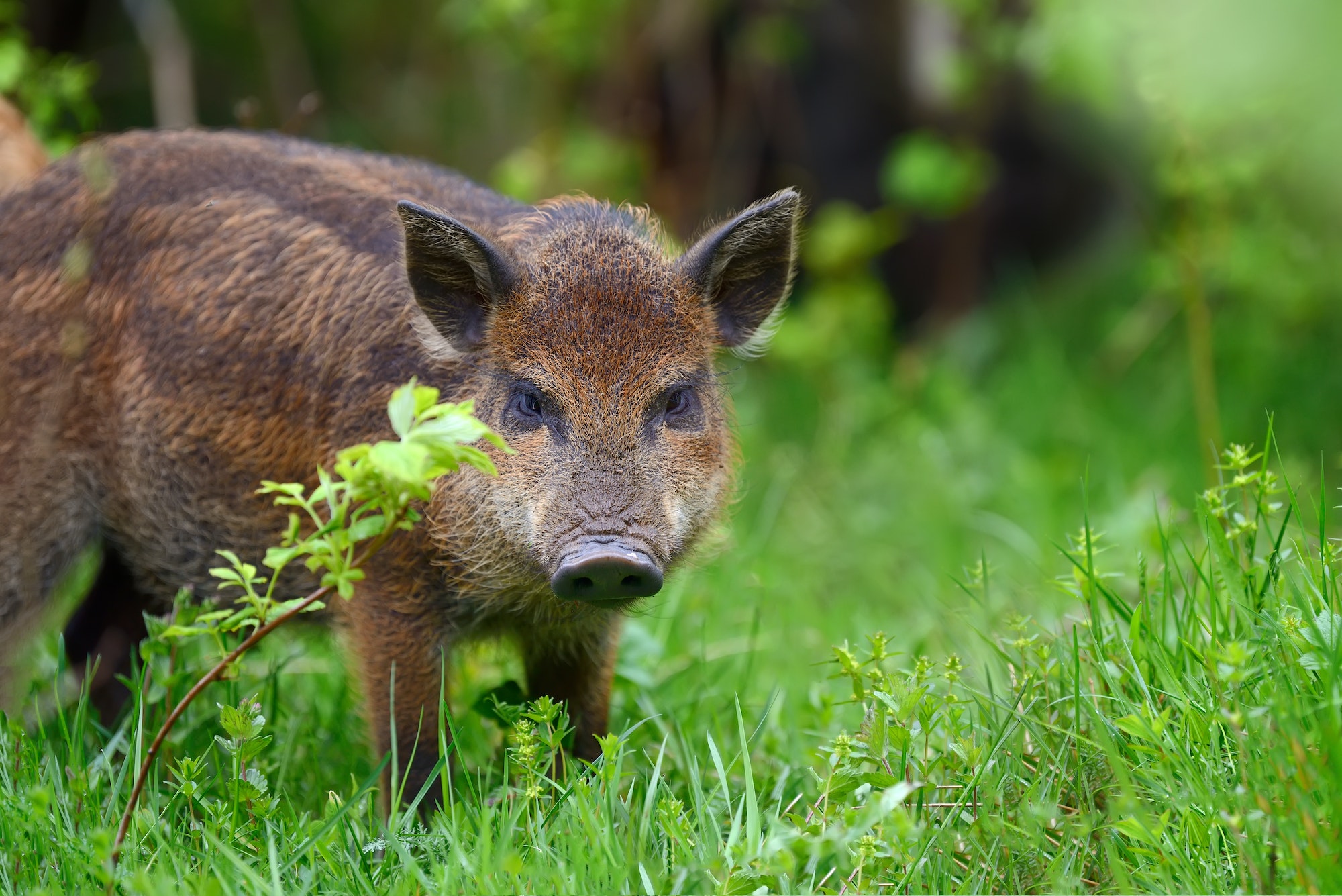 Wild boar in forest