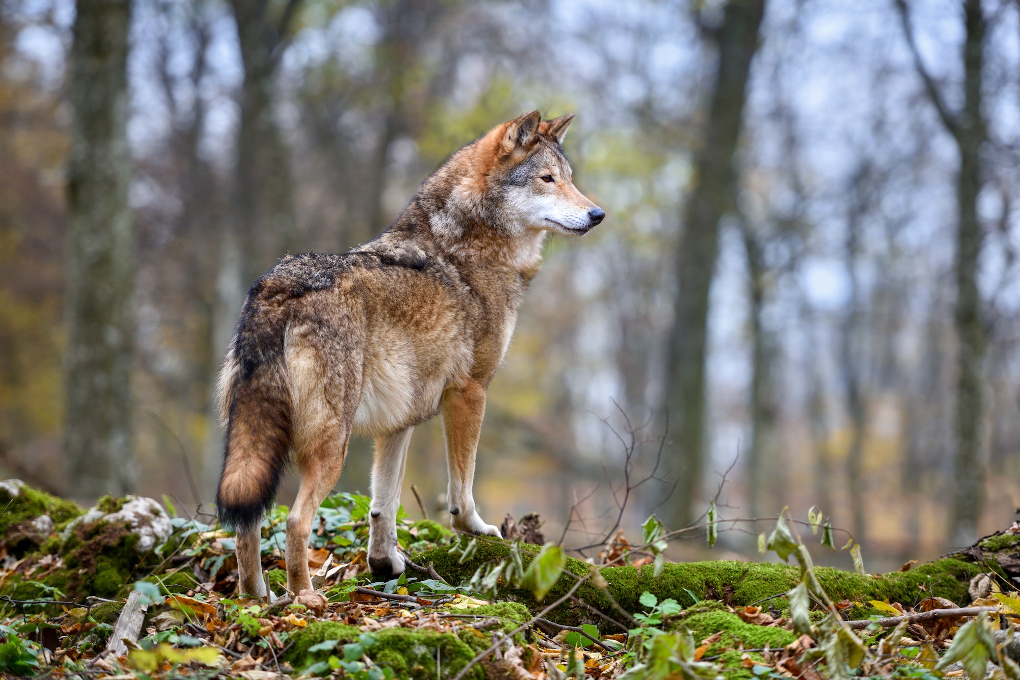 Wolf (Canis lupus) in autumn forest. Grey wolf in natural habitat
